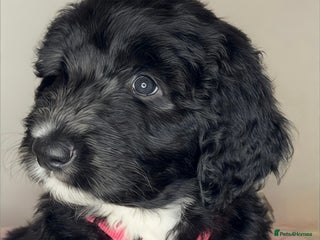 Mixed Breed dogs Adorable Tuxedo Sheepadoodle Puppies! - Advert 2