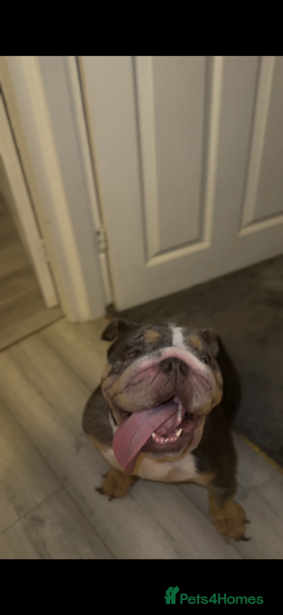 English Bulldog dogs for sale: English Bulldog (female) - Advert 3