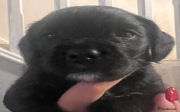 Mixed Breed dogs for sale: Meet our Beautiful Little Frockers ! - Image 13
