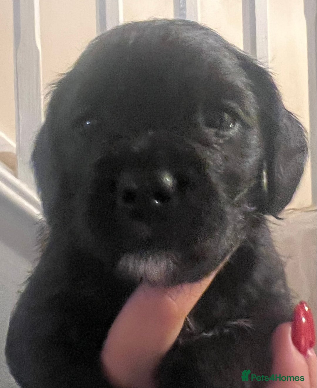 Mixed Breed dogs for sale: Meet our Beautiful Little Frockers ! - Image 13