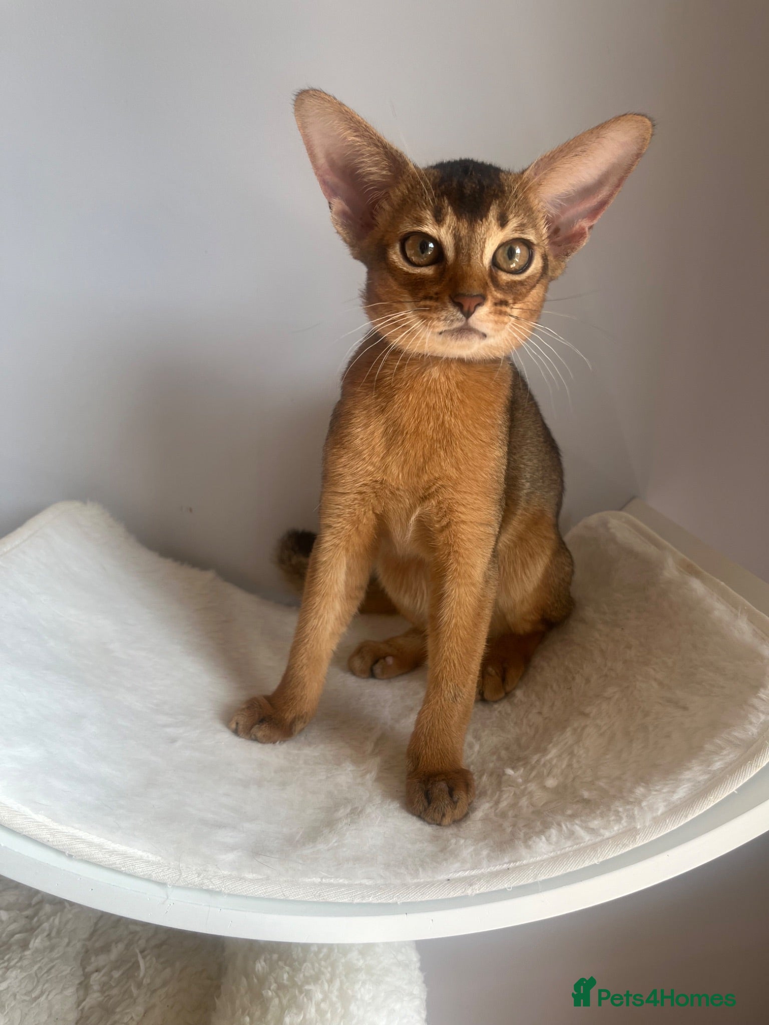 Abyssinian cats Adorable Abyssinian kittens - Advert 2