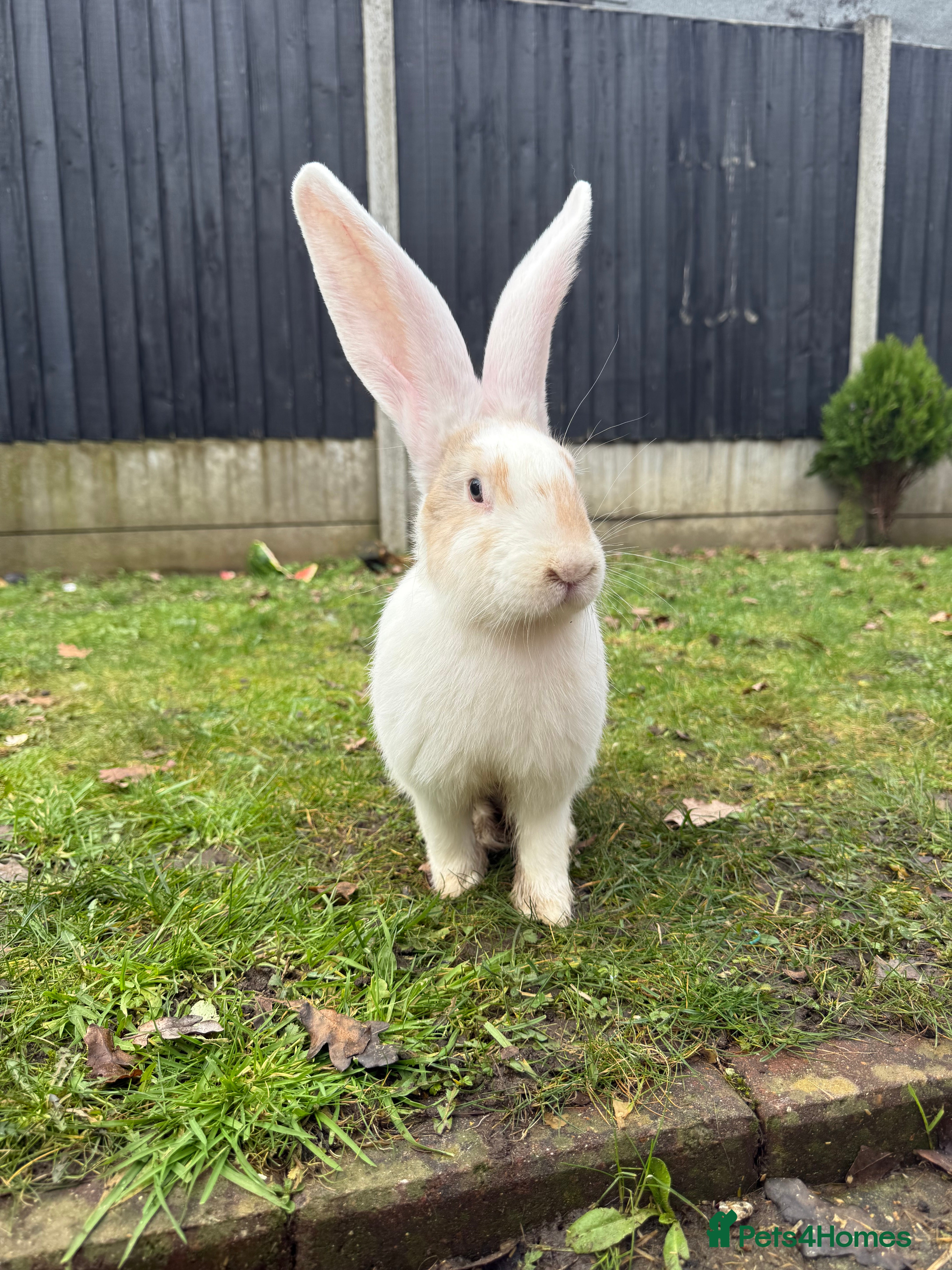 Continental Giant rabbits Giants Rabbits  - Advert 3