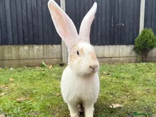 Continental Giant rabbits Giants Rabbits - Advert 3