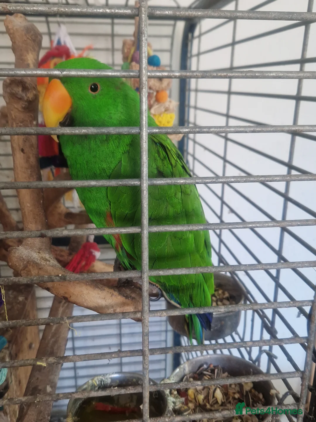 Mixed Breed birds for sale: Wonderful Breeding Pair of Eclectus Parrots 4 Sale - Advert 2