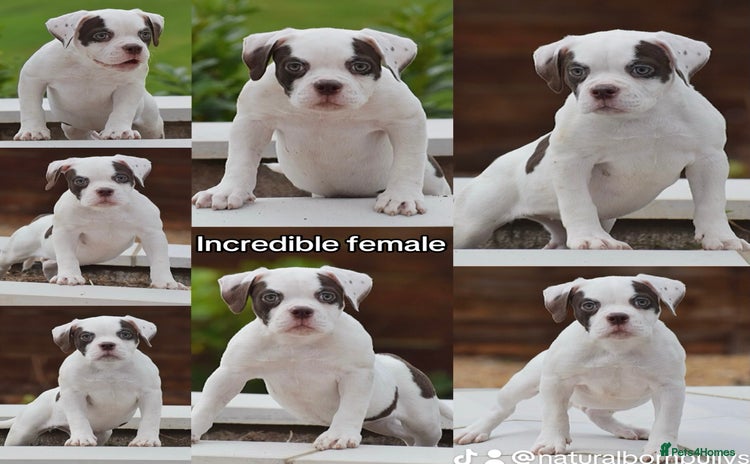 Old Tyme Bulldog dogs - Advert 2