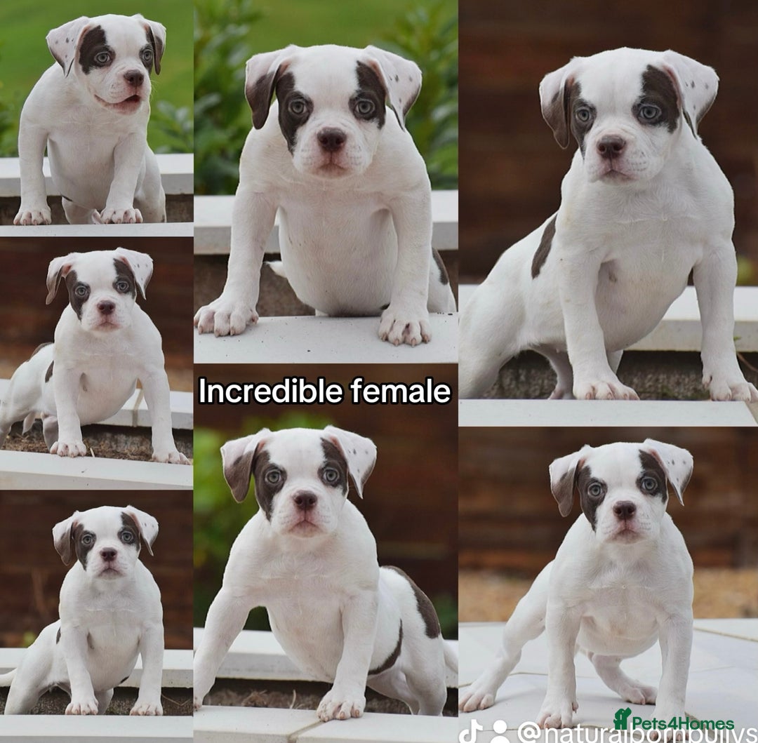 Old Tyme Bulldog dogs for sale: 23 YEARS TRUSTED EXPERTISE, ELITE 5🌟RATED,   - Image 1