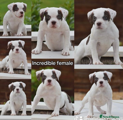 Old Tyme Bulldog dogs - Advert 3