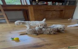 Poochon dogs for sale: Tiny farm bred teddy bear bundles of fun !  - Image 13