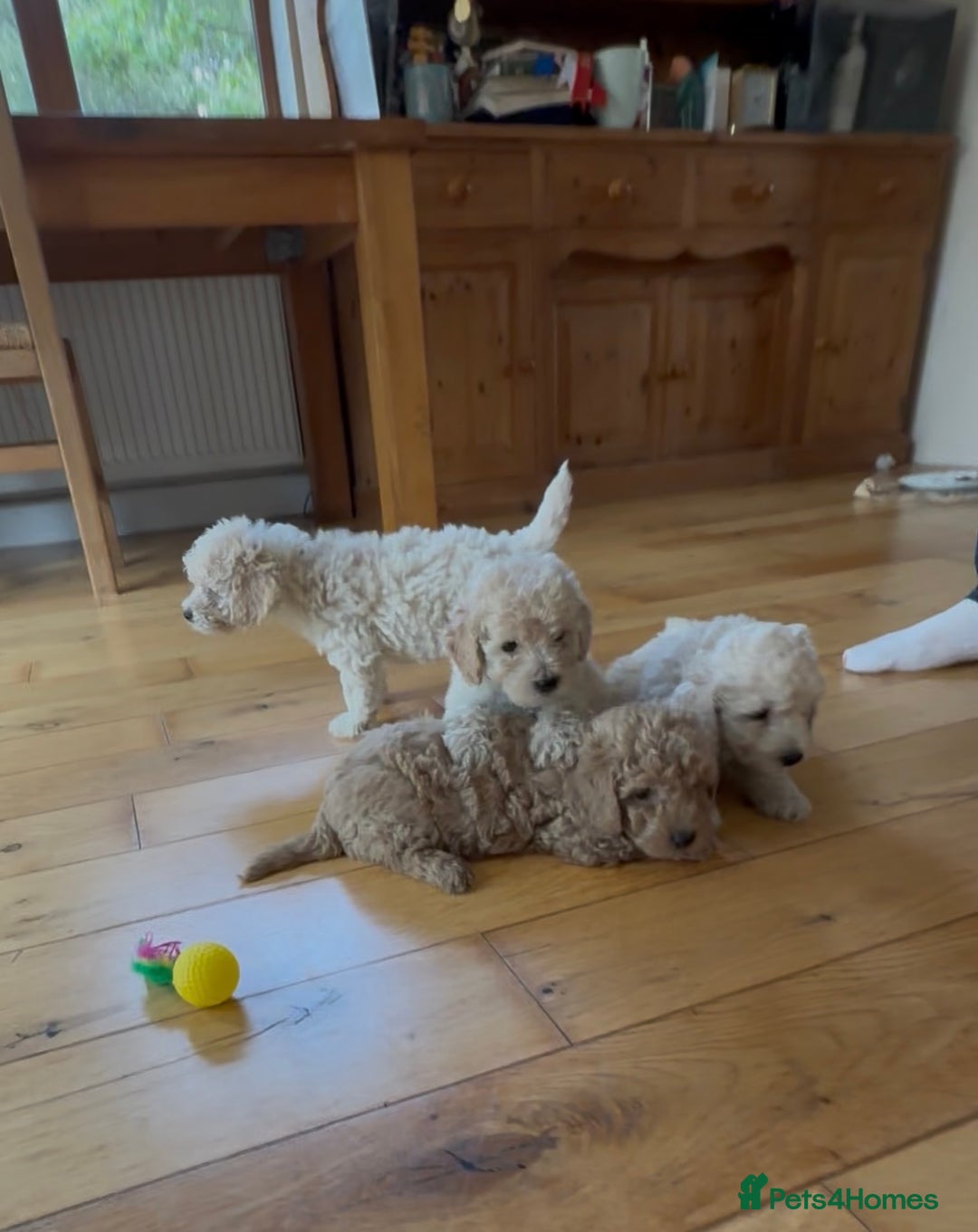 Poochon dogs for sale: Tiny farm bred teddy bear bundles of fun !  - Image 13