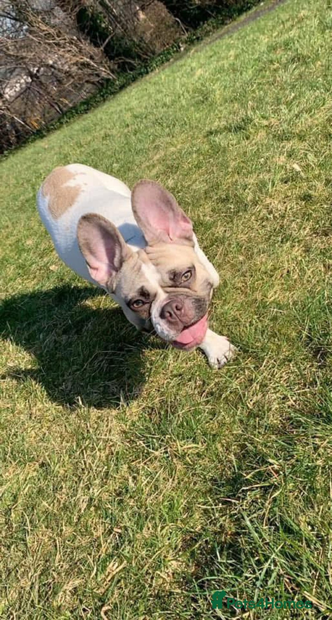 French Bulldog dogs for sale: Pedigree Puppies ❤️ - Image 12
