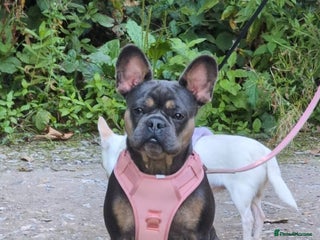 French Bulldog dogs Stunning kc reg French bulldog - Advert 2
