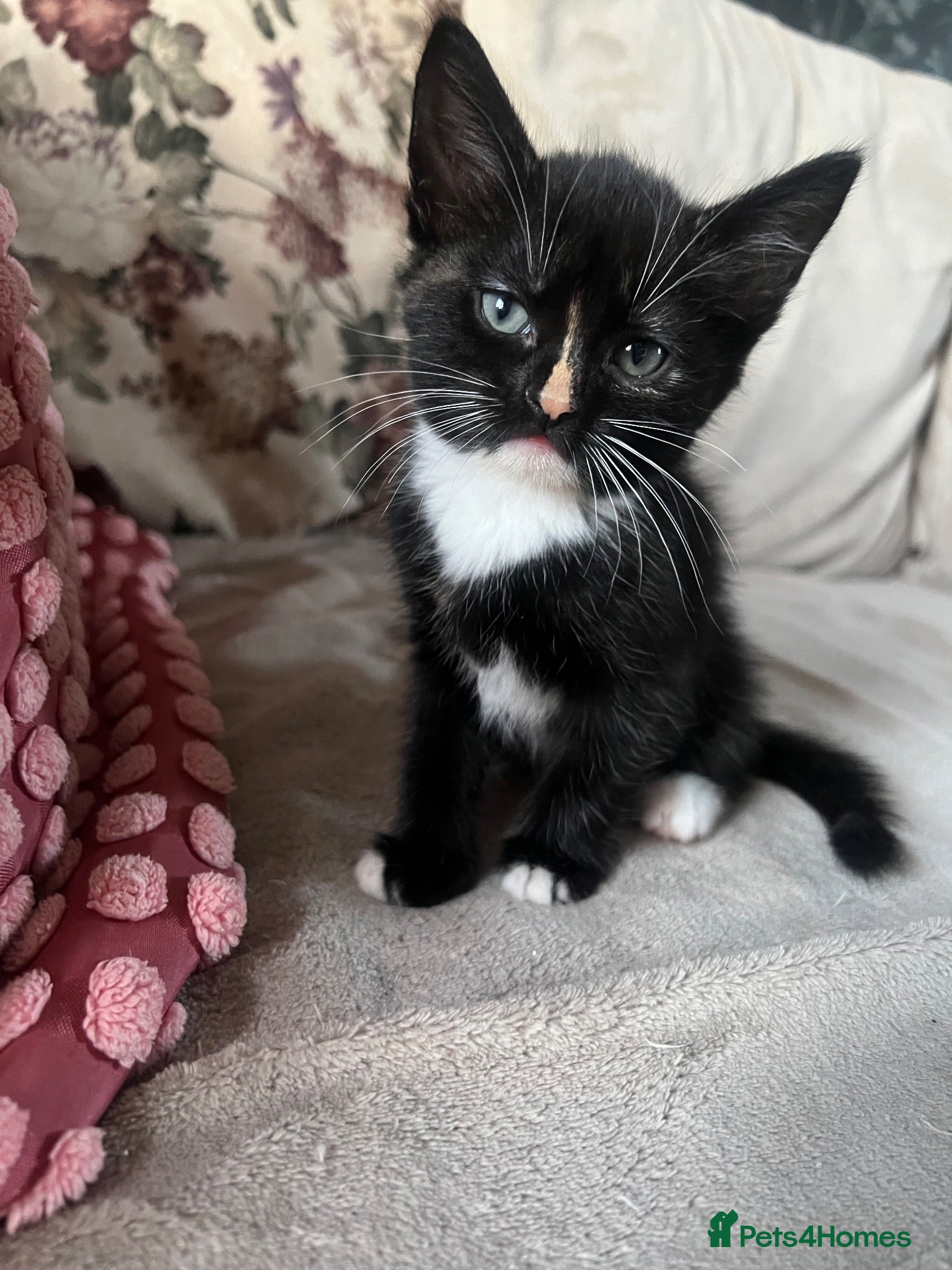 Mixed Breed cats 3 X Mixed breed kittens - Advert 14
