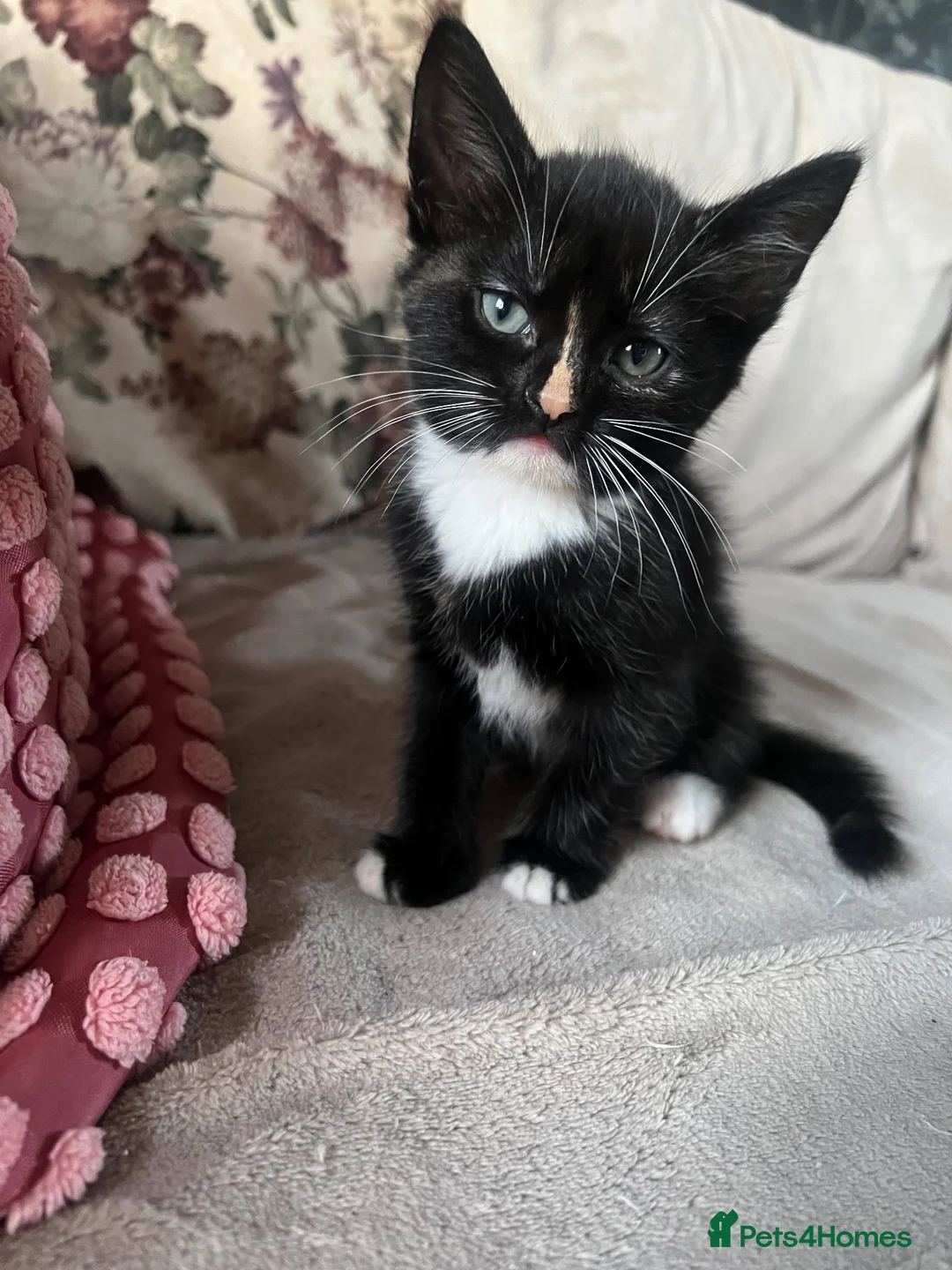 Mixed Breed cats for sale: 3 X Mixed breed kittens - Advert 1