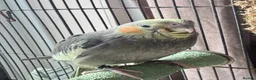 Cockatiels birds for sale: Handreared Beautiful DNA‑Tested Cockatiels  in Wigan - Advert 6