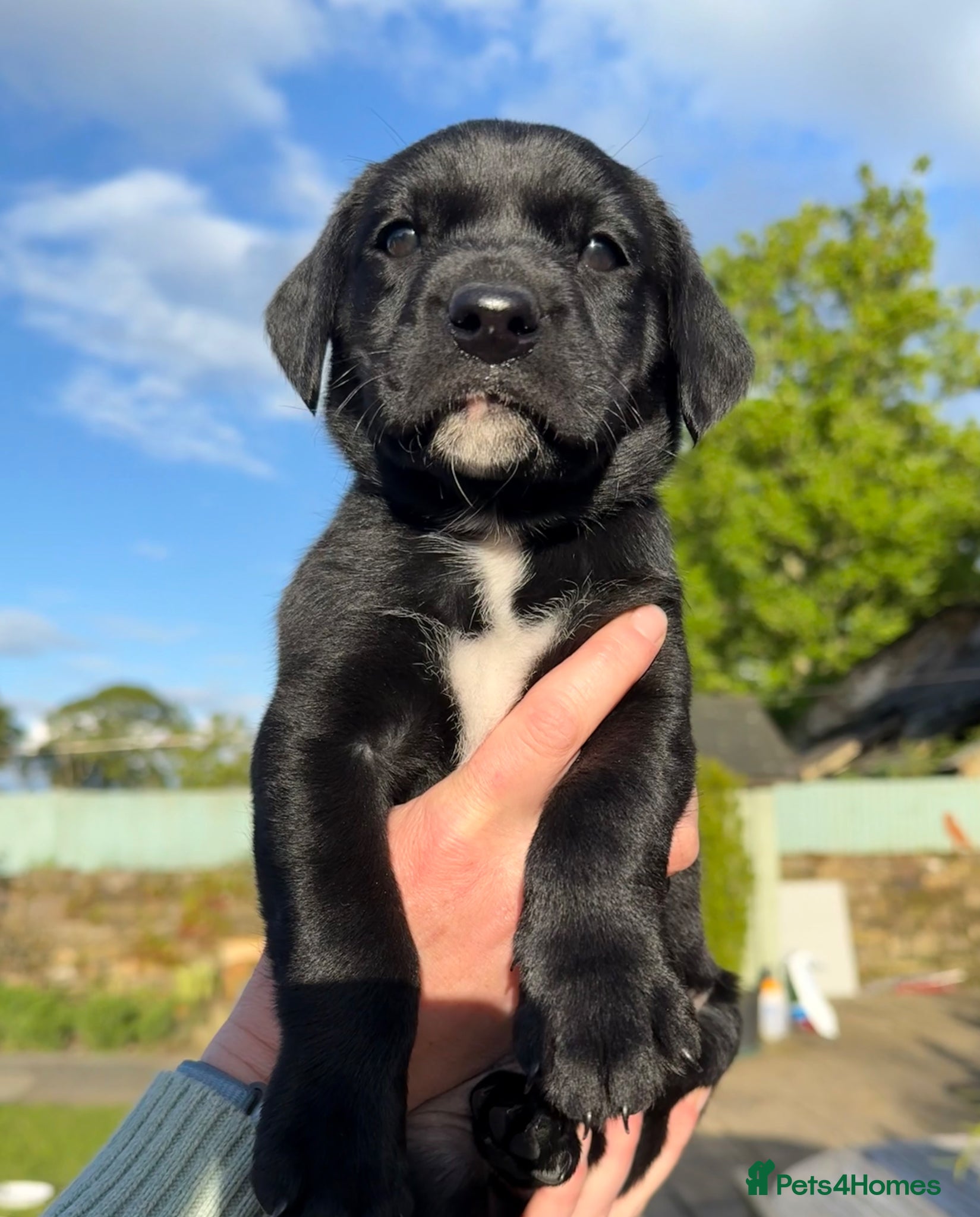 Labrador Retriever dogs KC registered Black Labrador puppies  - Advert 8