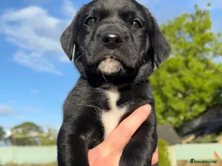 Labrador Retriever dogs KC registered Black Labrador puppies - Advert 8