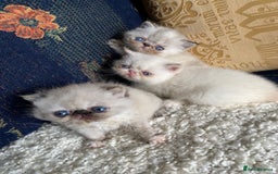 Exotic cats for sale: Outstanding exotic kittens  - Image 13