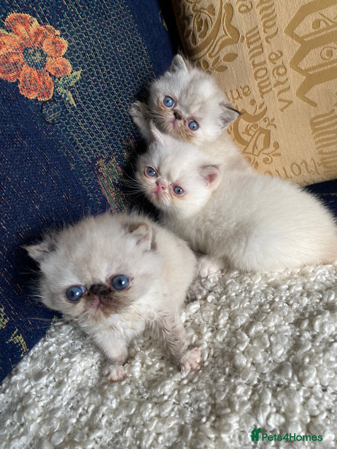 Exotic cats for sale: Outstanding exotic kittens  - Image 13