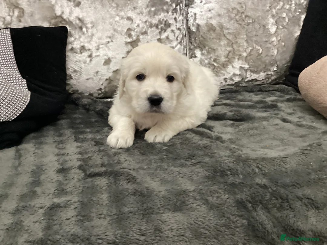 Golden Retriever dogs for stud: Stud dog for sale or pet home  - Advert 3