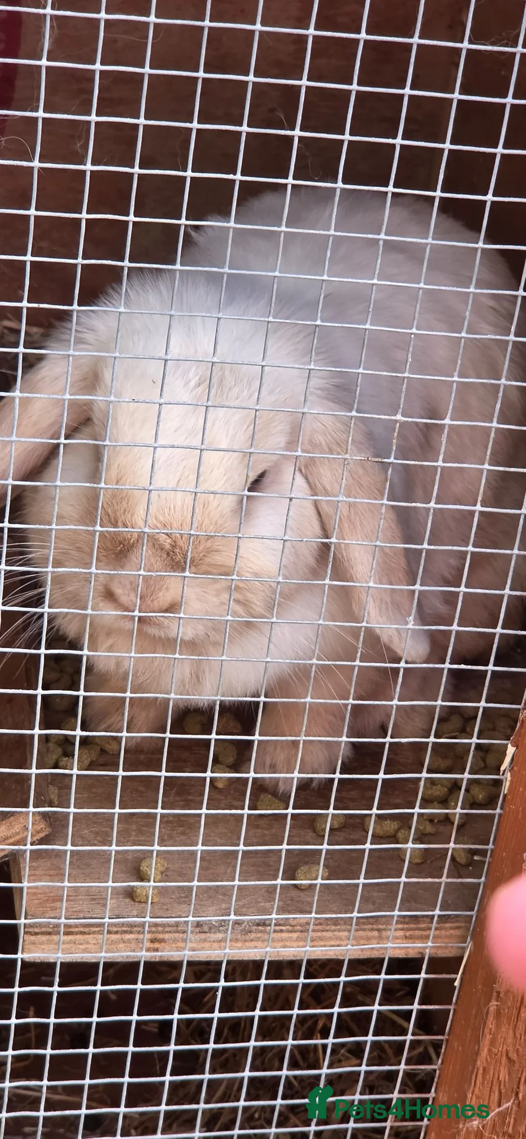 Mini Lop rabbits for sale: Lop rabbits are sister in Halesowen - Advert 2
