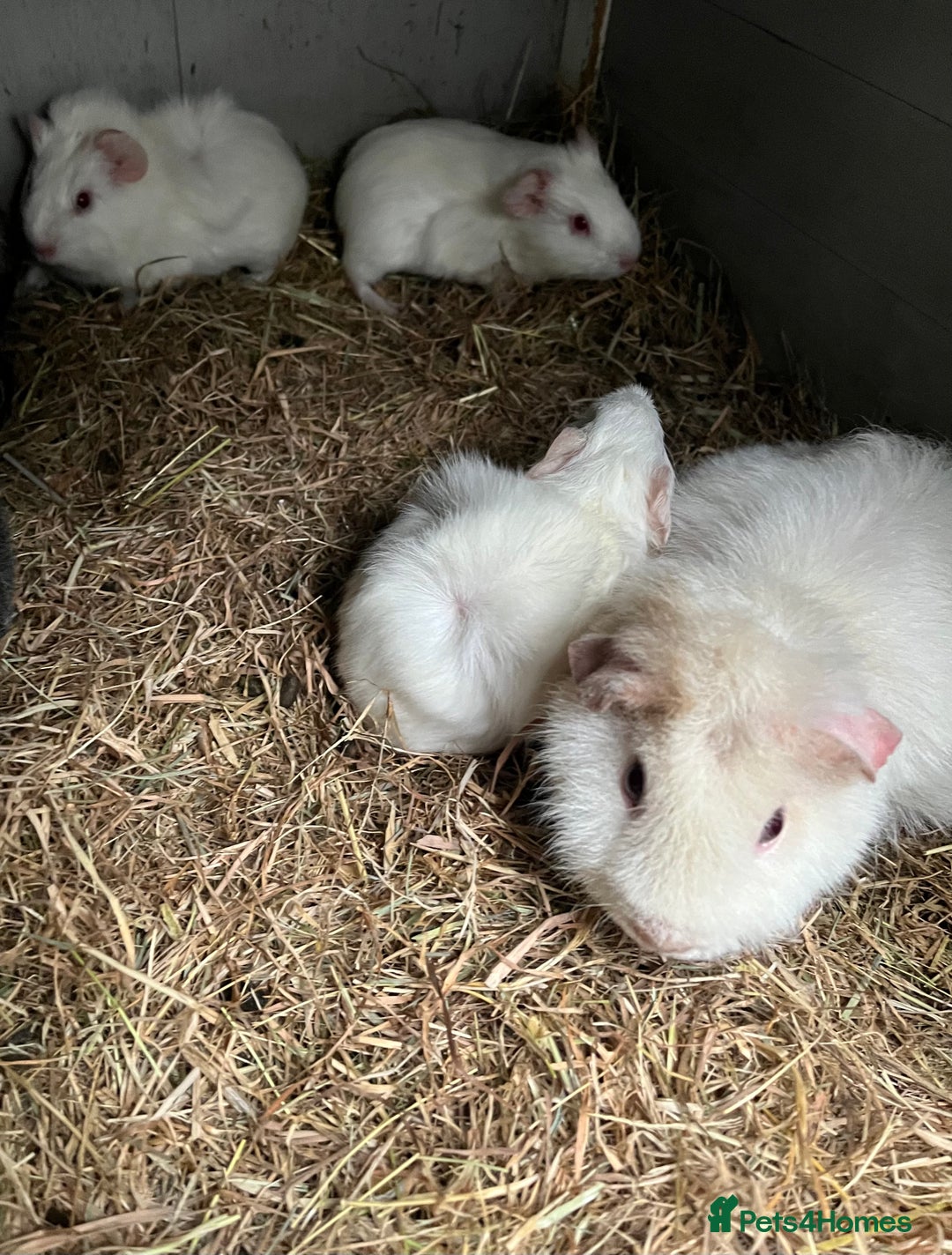 Guinea Pig rodents for sale: Two baby boar guinea pigs - Advert 1