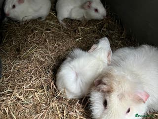 Guinea Pig rodents Two baby boar guinea pigs - Advert 3