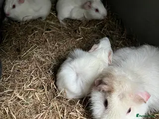 Guinea Pig rodents Two baby boar guinea pigs - Advert 11
