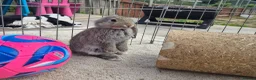 French Lop rabbits for sale: 10 beautiful show quality french lop kits  - Advert 22