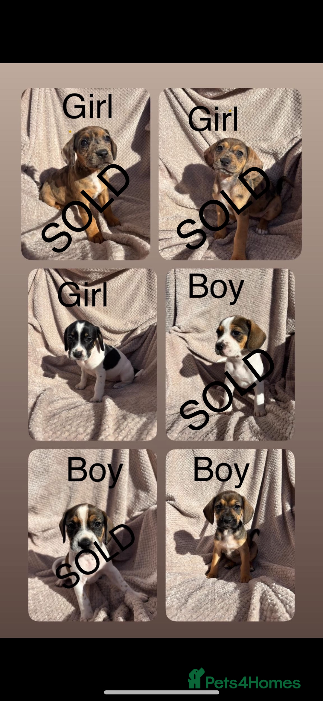 Mixed Breed dogs for sale: 1 Boy Left Ready To Go French Cocker Jack Pup - Image 8