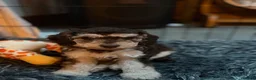 Cockapoo dogs for sale: Cockapoo experience from birth to home 12.5.26 🥰 - Advert 10