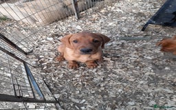 Labrador Retriever dogs for sale: K.CRegistered Ladrador Puppies  - Image 4