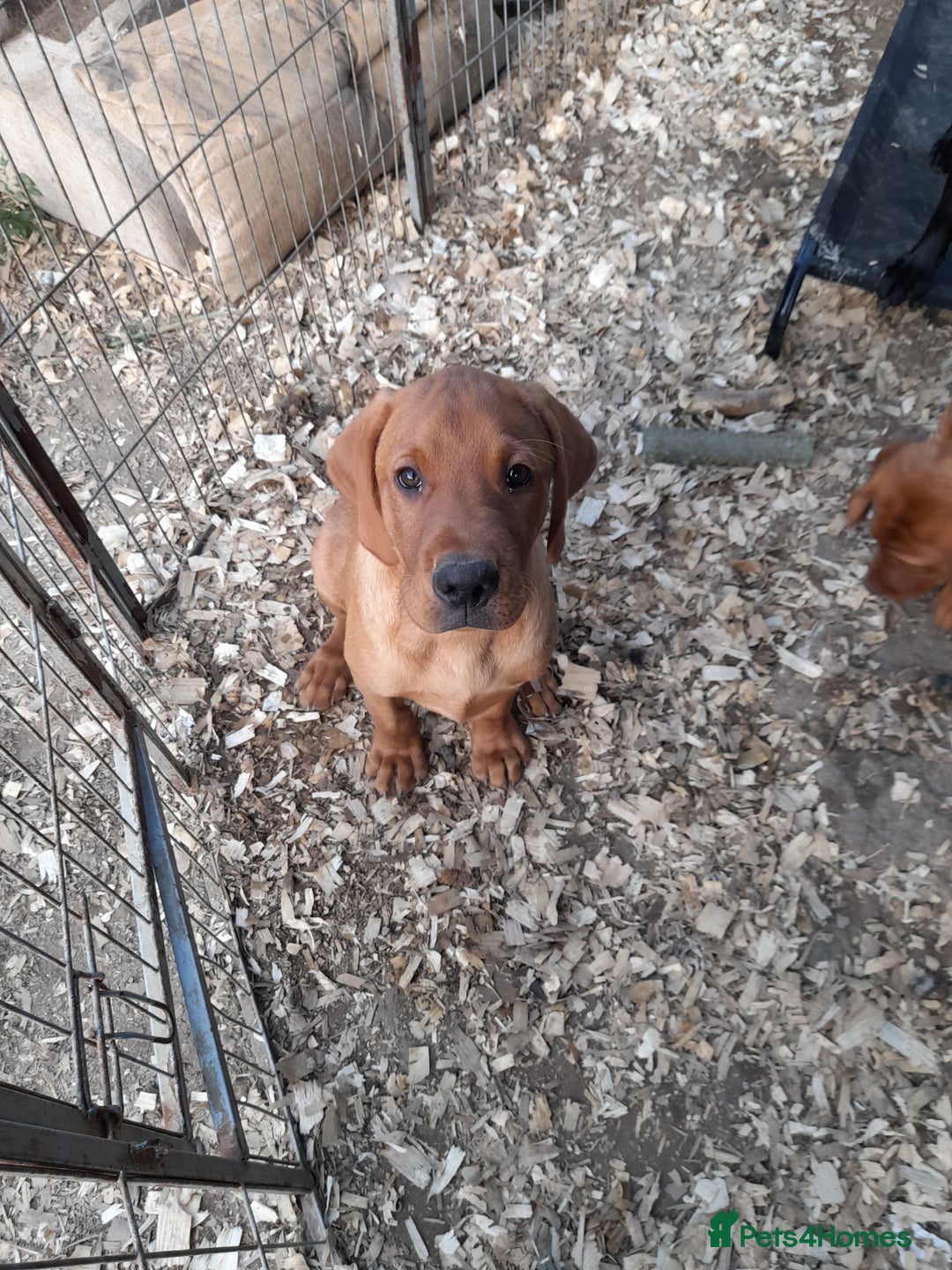 Labrador Retriever dogs for sale: K.CRegistered Ladrador Puppies  - Image 4