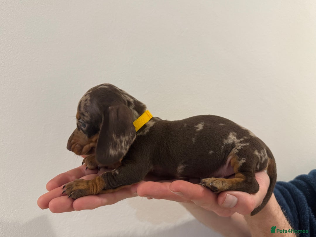 Miniature Dachshund dogs for sale: KC registered miniature dachshunds - Advert 7