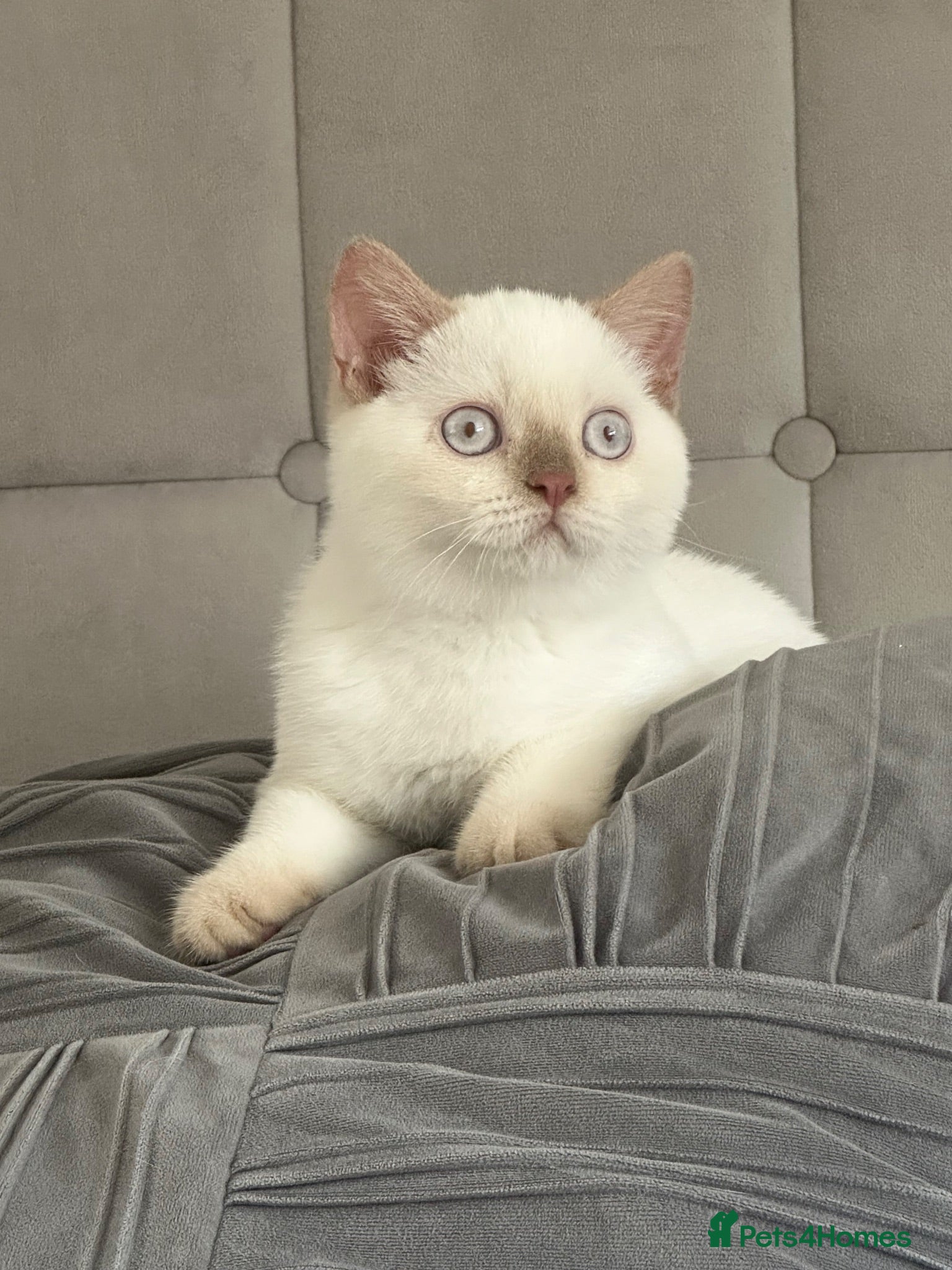 British Shorthair cats for sale: British shorthair rare colors  - Advert 2