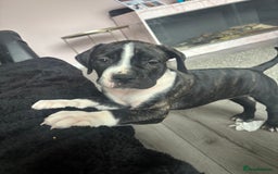 Cane Corso dogs for sale: Cane corso puppies - Image 12