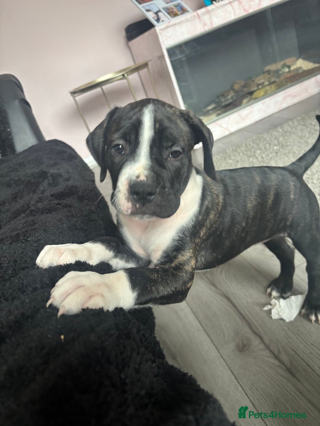 Cane Corso dogs for sale: Cane corso puppies - Image 12