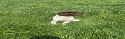 English Springer Spaniel dogs for sale: English springer spaniel  - Advert 3