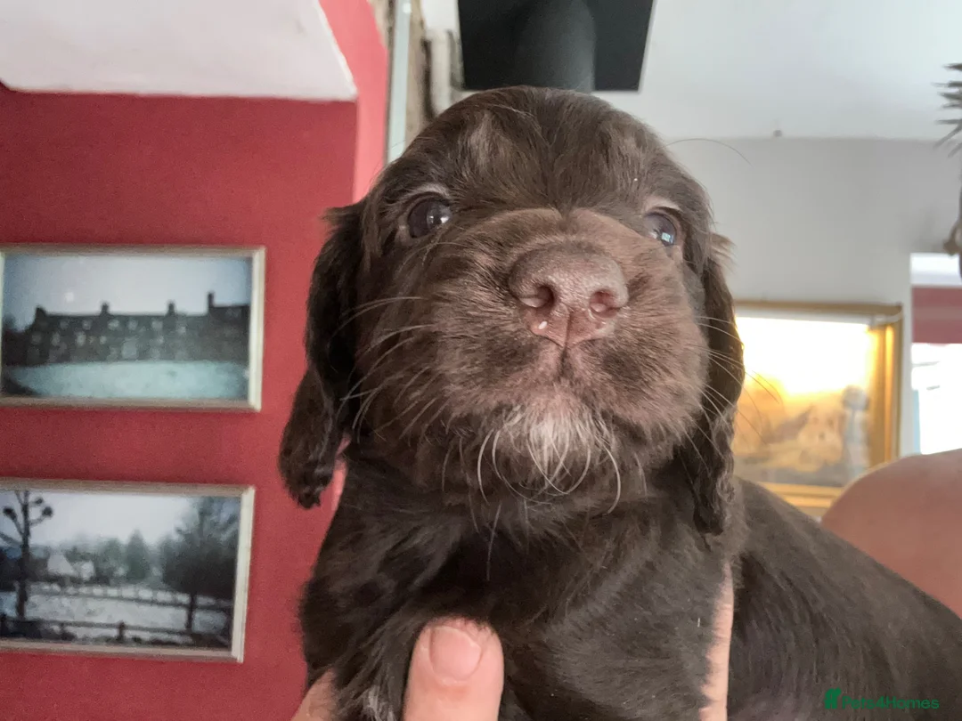 Cocker Spaniel dogs for sale: ✨Last Cocker Boy KC & Health Tested ✨ - Advert 2