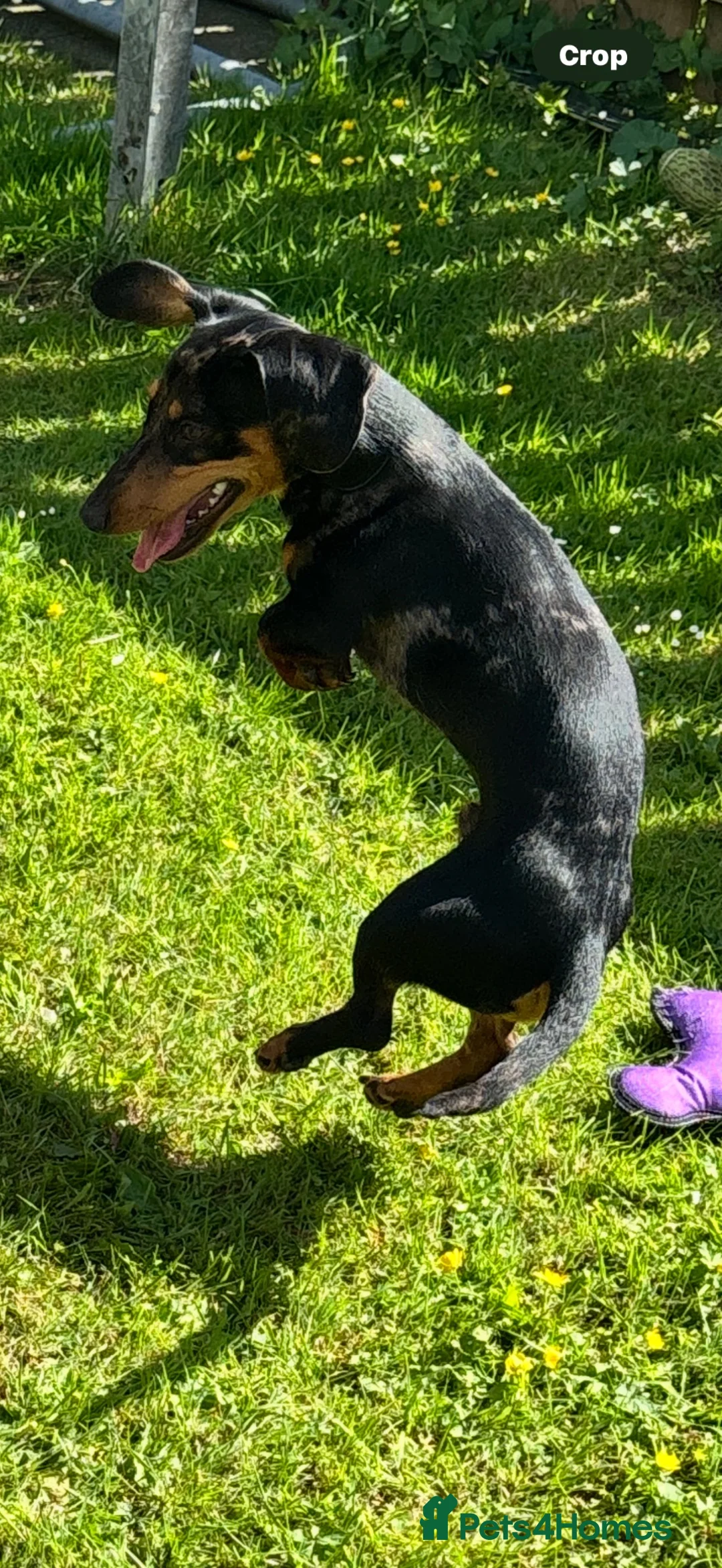 Dachshund dogs for stud: mr rigby  in Peterlee - Advert 7
