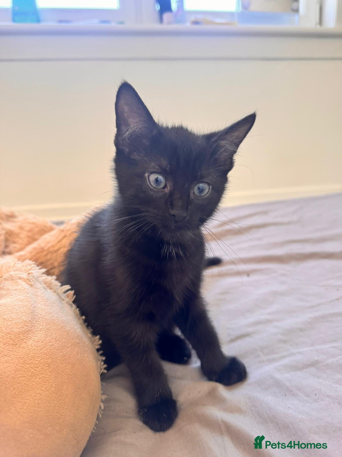 Mixed Breed cats gorgeous kitten available  - Advert 10