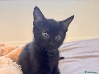 Mixed Breed cats gorgeous kitten available - Advert 5