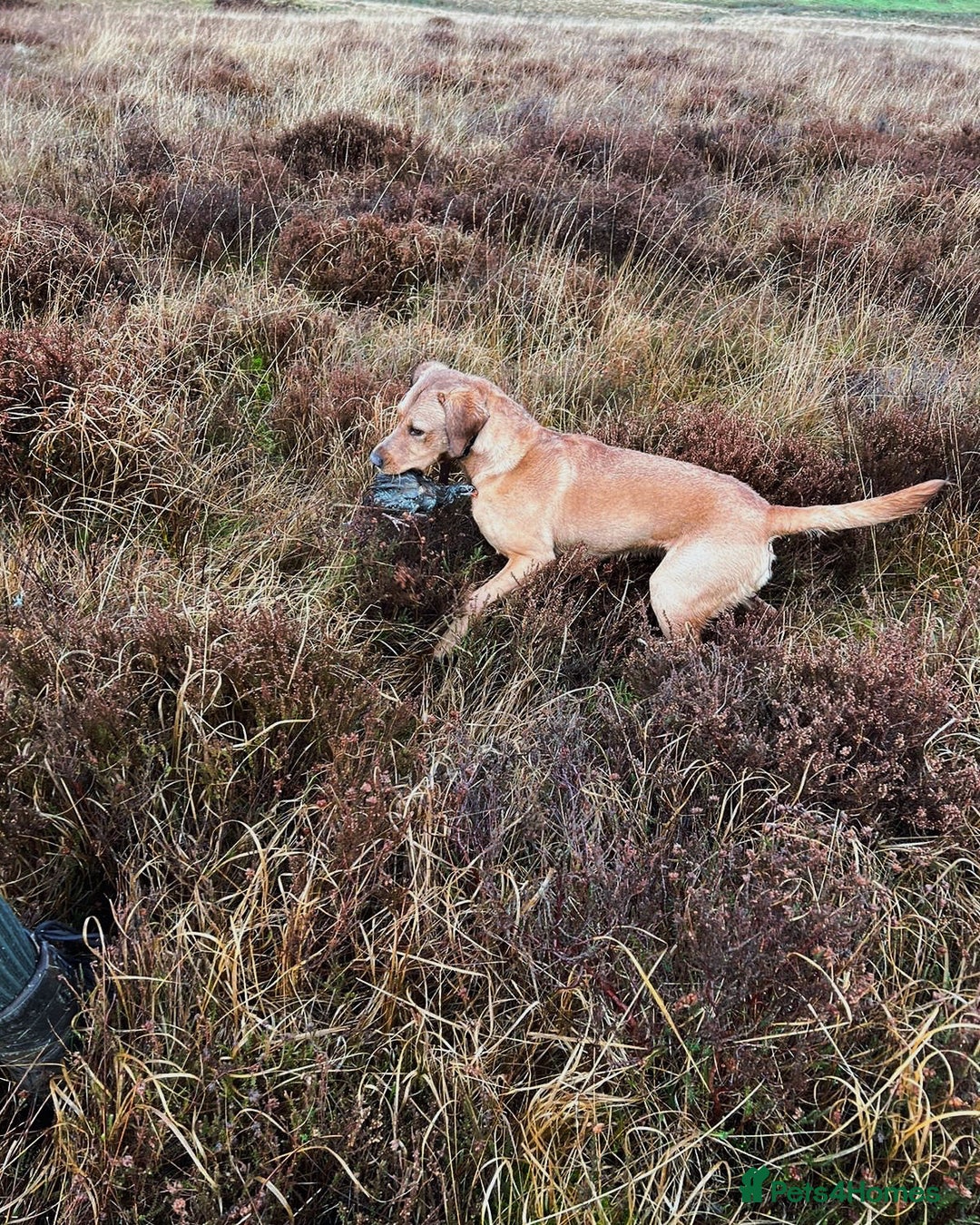 Labrador Retriever dogs for stud: Wiremoors Bram fox red Kc Reg & health tested dog - Advert 7