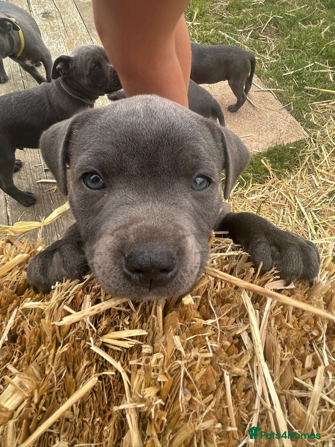 Staffordshire Bull Terrier dogs for sale: Chunky Staffy pups 💕 2 girls left, Ready to leave - Image 24