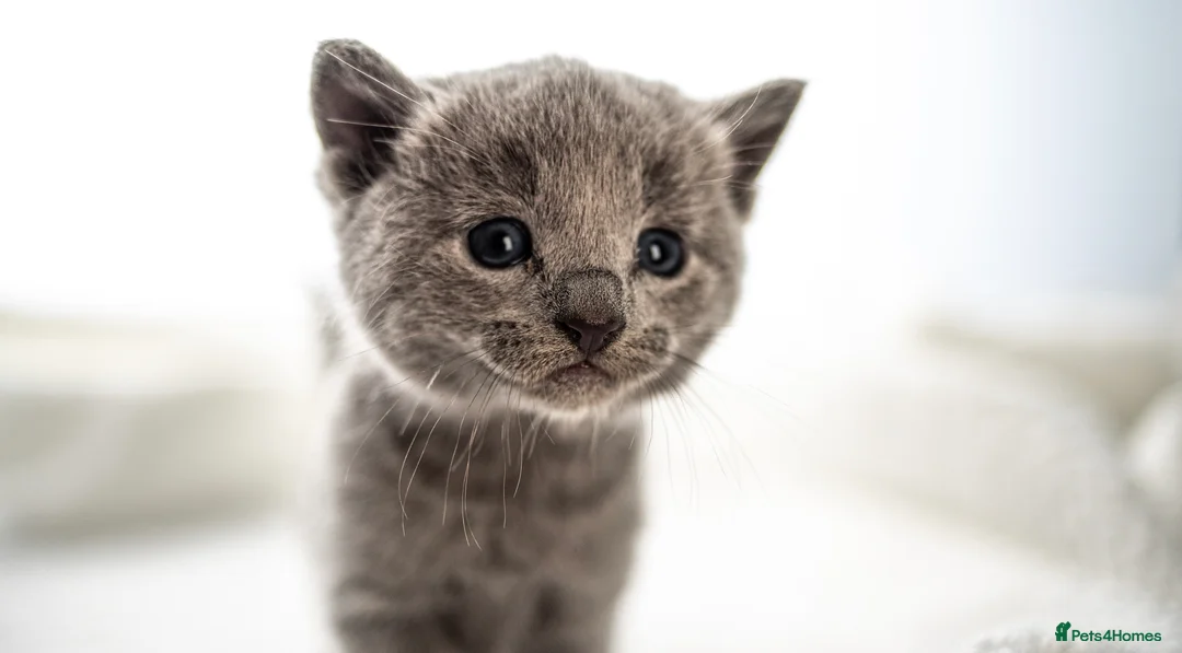 Russian Blue cats for sale: *One Beautiful Russian Blue Male Kitten Left!* - Advert 10