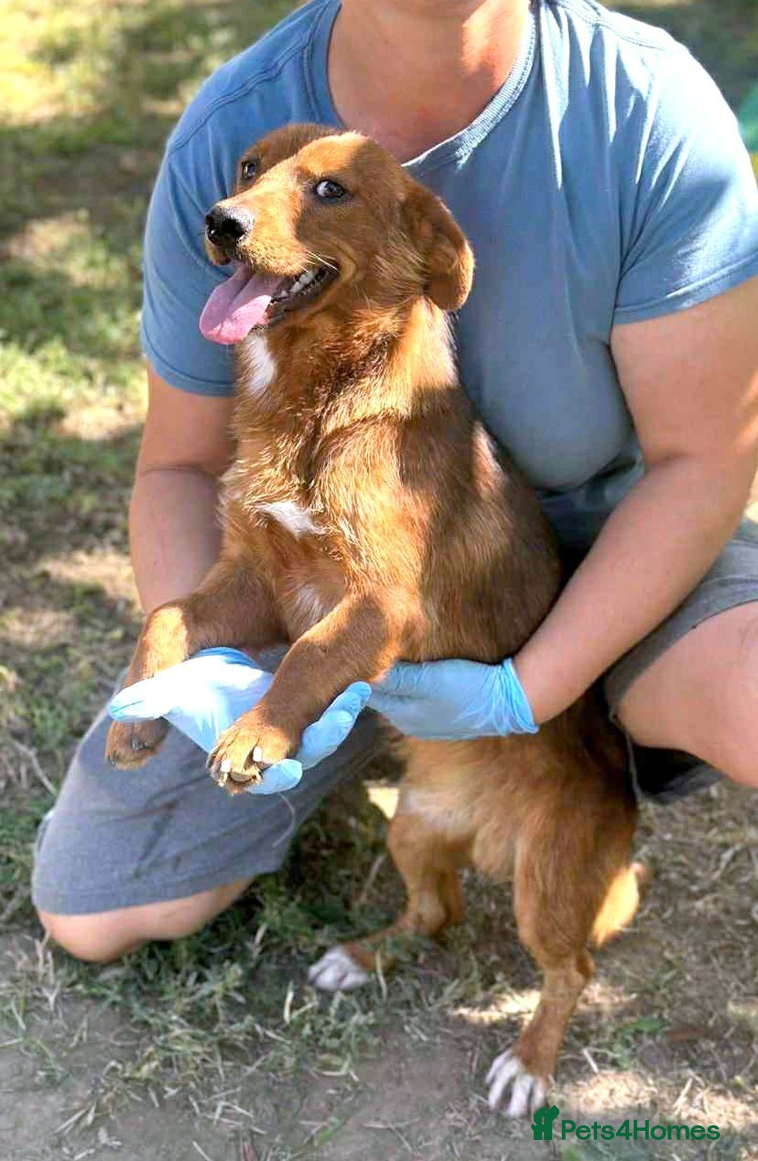 Mixed Breed dogs for adoption: 🐾 Little Fonzy – a tiny boy with a big heart 🐾 - Advert 3