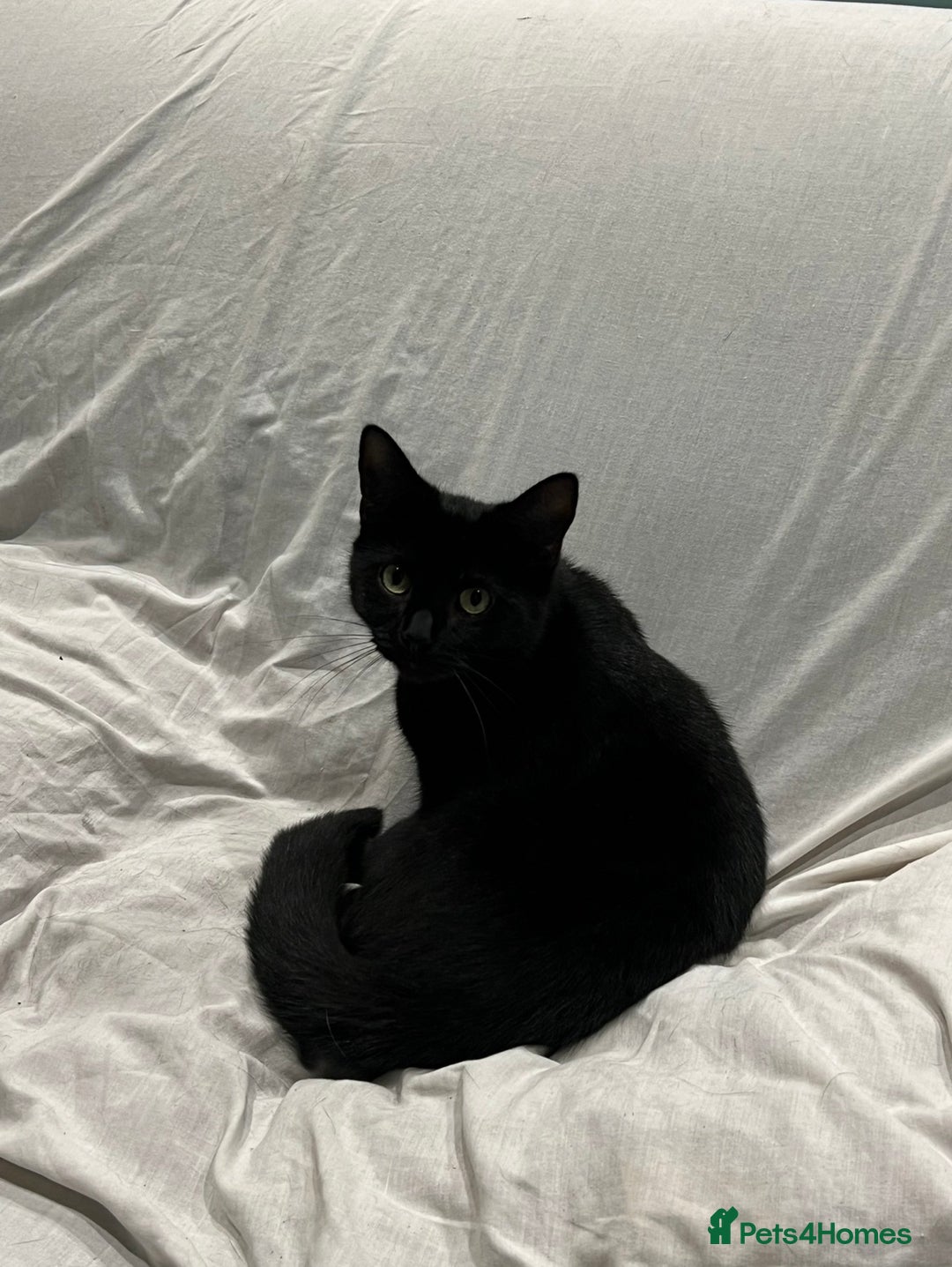 Mixed Breed cats for sale: Loving lucky black cats - Advert 6