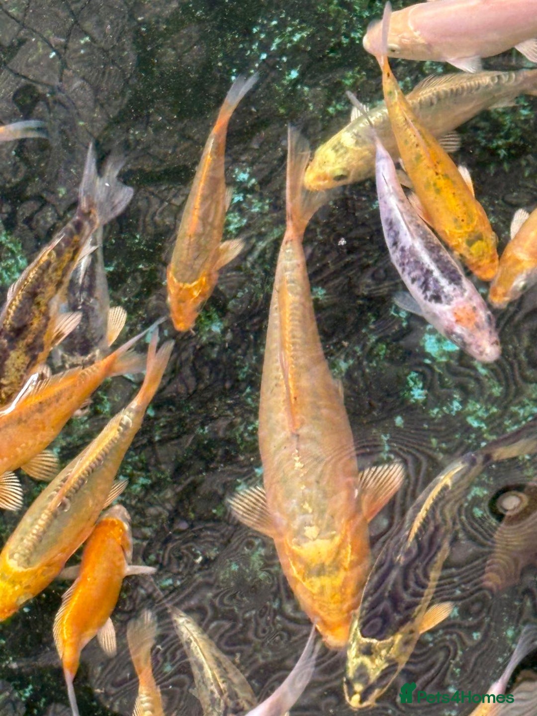 Koi Carp fish for sale: UK koi carp  - Image 33
