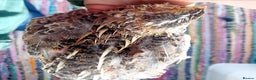 Quail poultry for sale: Laying Coturnix Quail – Confirmed Hens - Advert 17