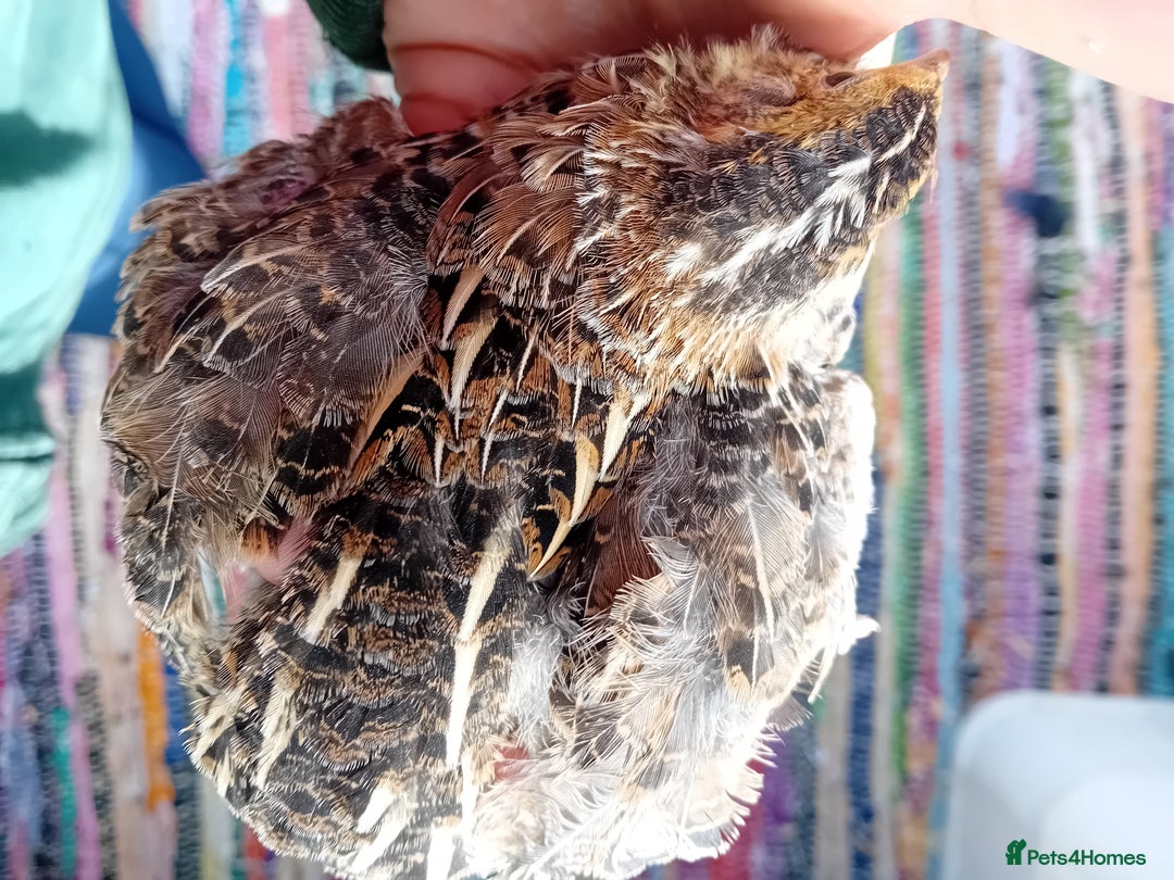 Quail poultry for sale: Laying Coturnix Quail – Confirmed Hens - Image 17