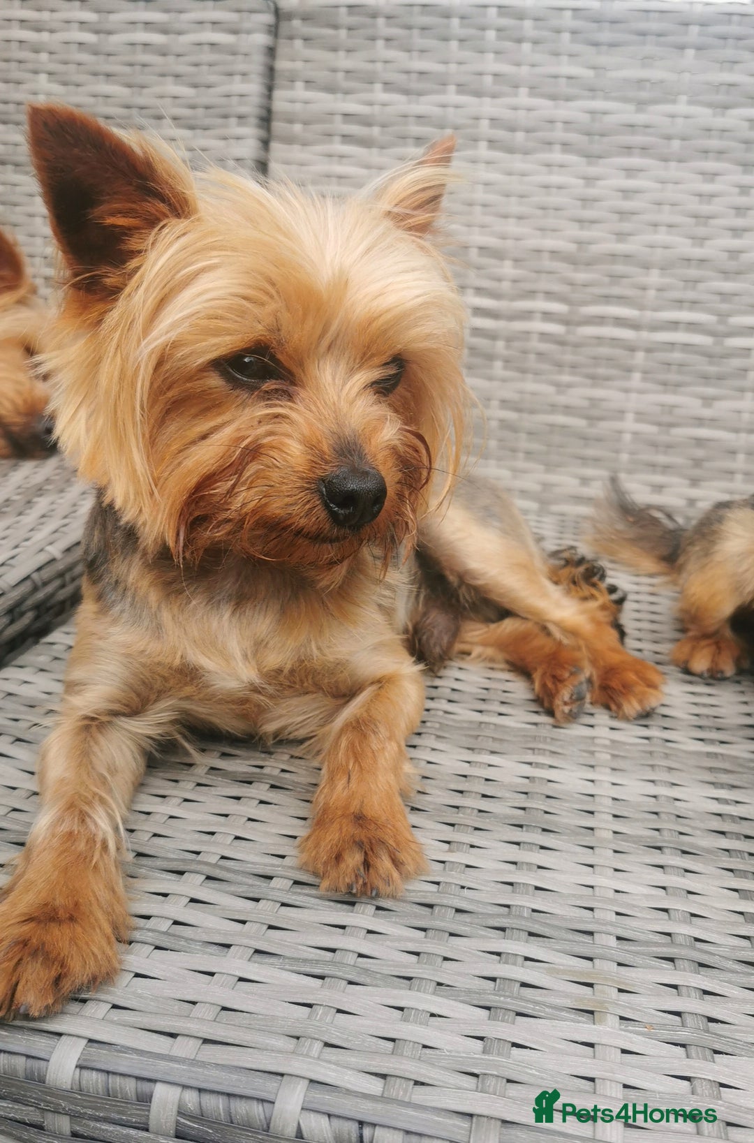 Yorkshire Terrier dogs for stud: Tiny 2kg Pure Pedigree Yorkshire Terrier in Walsall - Image 2